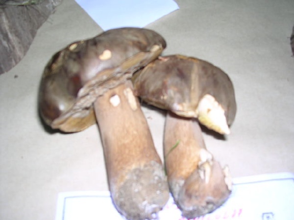 BOLETUS EDULIS